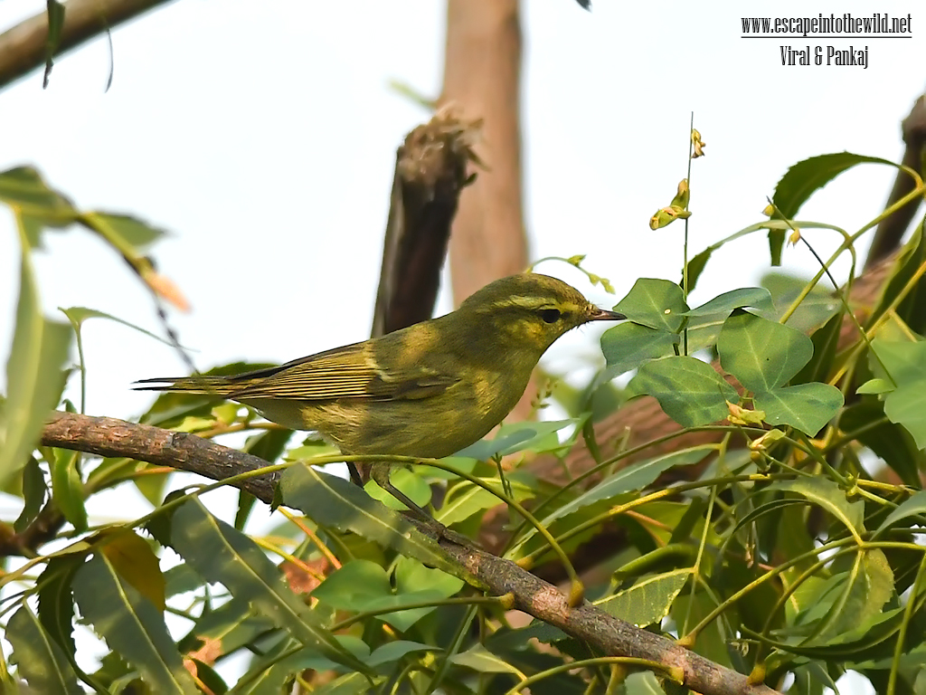 Green Warbler